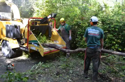 tree services Palm Springs
